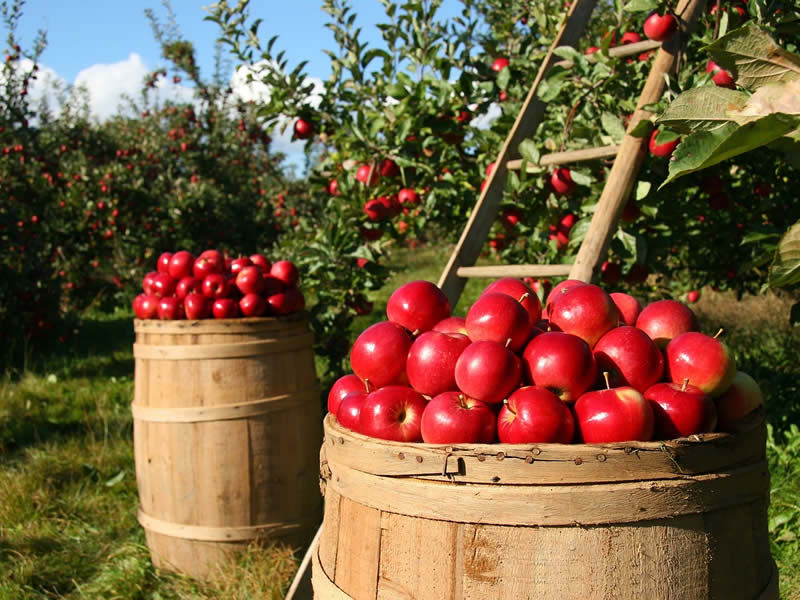 水溶肥在果树栽培中的精准施用方案